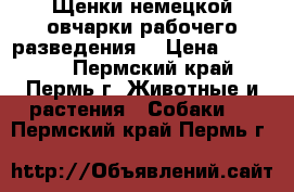 Щенки немецкой овчарки рабочего разведения. › Цена ­ 15 000 - Пермский край, Пермь г. Животные и растения » Собаки   . Пермский край,Пермь г.
